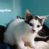 Magellan