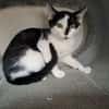 BERLIOZ