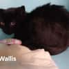 Wallis