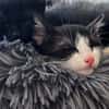 Orion [Chaton]