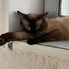 FILOU