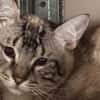 TIGROU