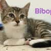 BALTUS et BIBOP - Double adoption