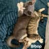 BIBOP et BALTUS  Double adoption