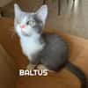 BIBOP et BALTUS  Double adoption