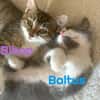 BIBOP et BALTUS  Double adoption