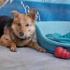 YUKI  Pfiffiges Hasenherz sucht...