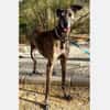Golfo-freundlicher, intelligenter Schatz