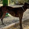 Golfo-freundlicher, intelligenter Schatz