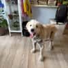 Chance, sanfter Riese sucht neues Zuhause