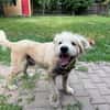 Chance, sanfter Riese sucht neues Zuhause
