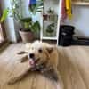 Chance, sanfter Riese sucht neues Zuhause