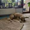 Chance, sanfter Riese sucht neues Zuhause