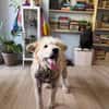 Chance, sanfter Riese sucht neues Zuhause