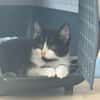 Minou sucht sein Für-immer-Zuhause