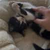 Minou sucht sein Für-immer-Zuhause