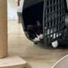 Minou sucht sein Für-immer-Zuhause
