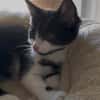 Minou sucht sein Für-immer-Zuhause