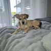 Pippa - zarte Hundewelpin 🐕