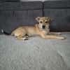 Pippa - zarte Hundewelpin 🐕
