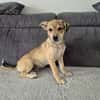 Pippa - zarte Hundewelpin 🐕