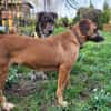 Sanfter Rüde ♥Amigo♥ erwartet dich schon in 74749 Rosenberg