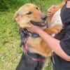 Persy, Schäferhundfreunde aufgepasst