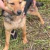 Persy, Schäferhundfreunde aufgepasst