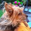 ..Ich bin Duffy