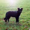 COON - eigenwilliger Strobel sucht Paten