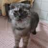 Verschmuste Athena