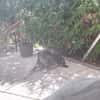 Zicco; Seelchen in Not