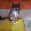 YOSHIE