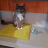 YOSHIE