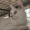 TINOU