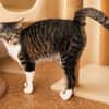 Robocat