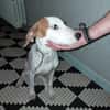 ASLAN jeune chien