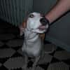ASLAN jeune chien