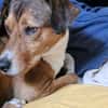 GIPSY CROISE FOX TERRIER