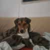 GIPSY CROISE FOX TERRIER
