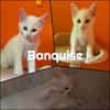 BANQUISE