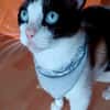 Fede
