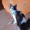 Fede