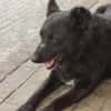 Raven - unkomplizierter Seniorenhund