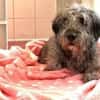 LORENZO - er sucht Paten