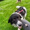 Border Collie Muki sucht seine Familie