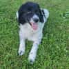 Border Collie Muki sucht seine Familie