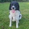 Border Collie Muki sucht seine Familie