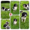 Border Collie Muki sucht seine Familie