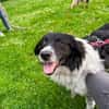 Border Collie Muki sucht seine Familie